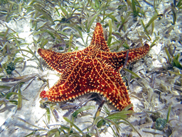 Starfish